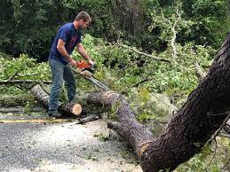 Best Root Management and Removal  in Fort Montgomery, NY