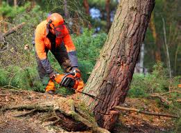 Best Lawn Disease Treatment  in Fort Montgomery, NY