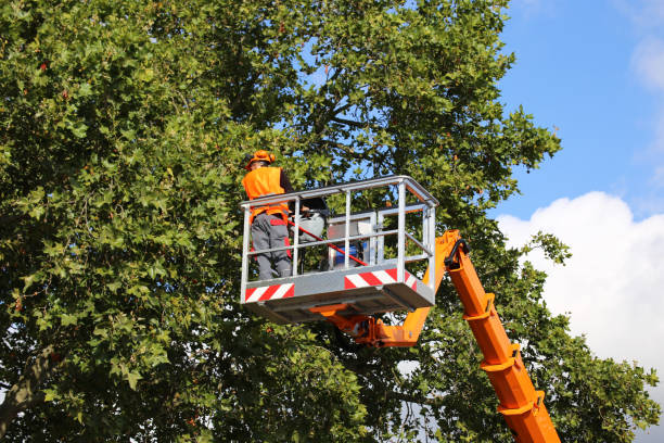 Best Tree Trimming and Pruning  in Fort Montgomery, NY