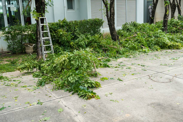 Reliable Fort Montgomery, NY Tree Services Solutions