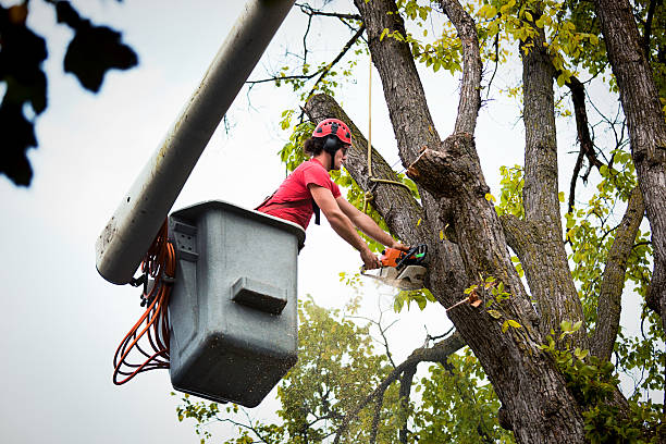 Best Tree Mulching  in Fort Montgomery, NY
