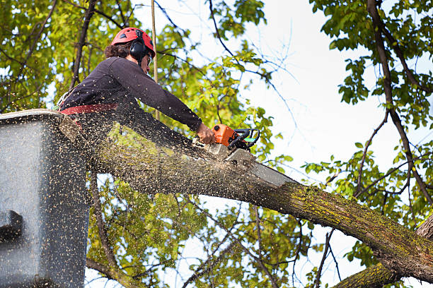 Best Stump Grinding and Removal  in Fort Montgomery, NY